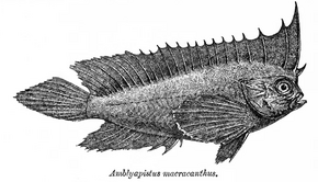 Descrierea imaginii Ablabys macracanthus Day.png.