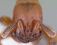 Acanthostichus arizonensis casent0103128 kepala 1.jpg