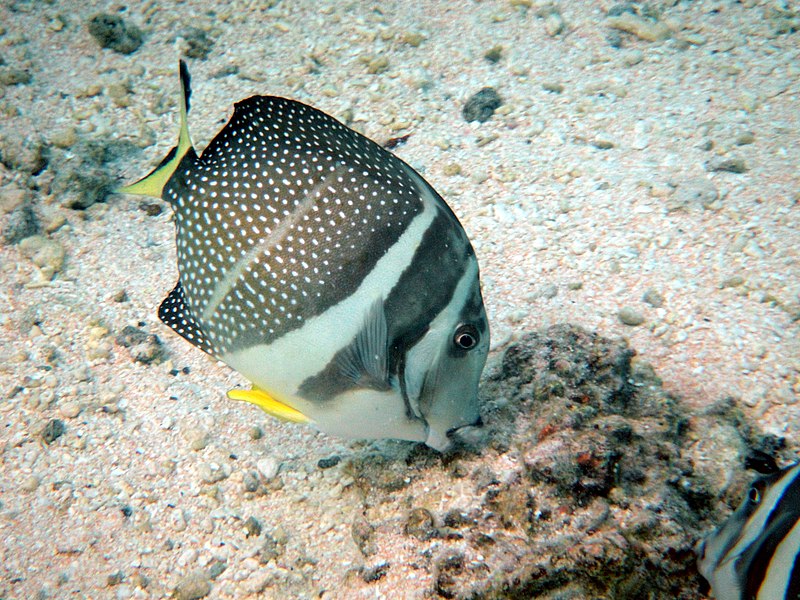 File:Acanthurus guttatus.JPG