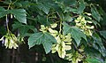 Berg-Ahorn (Acer pseudoplatanus)