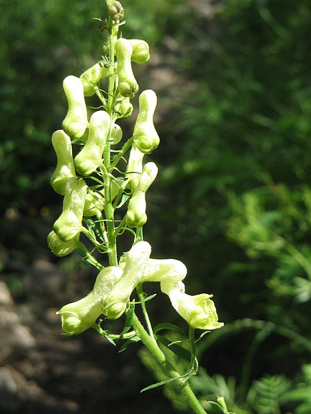 File:Aconitum lycoctonum ssp neapolitanum003.jpg