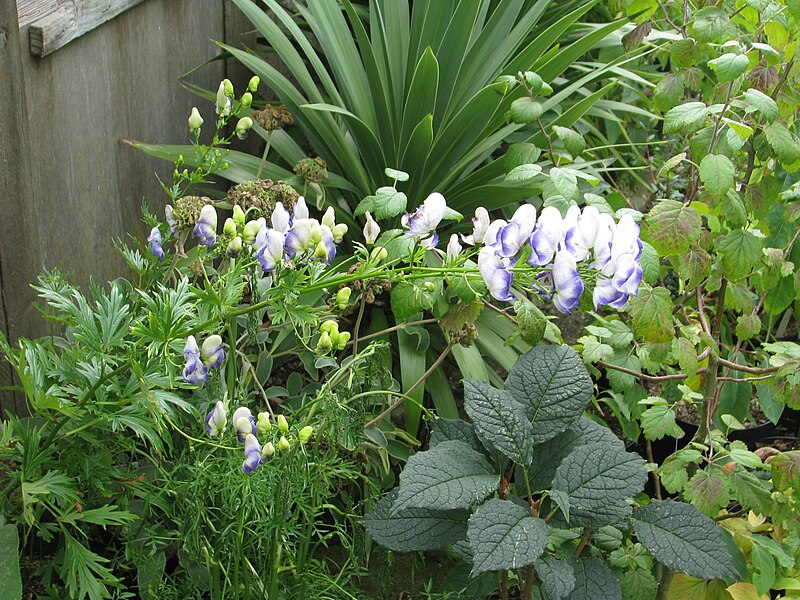 File:Aconitum x cammarum bicolor (14742596736).jpg