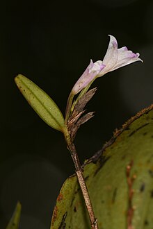 Acrorchis roseola.jpg