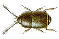 Acrotrichis grandicollis