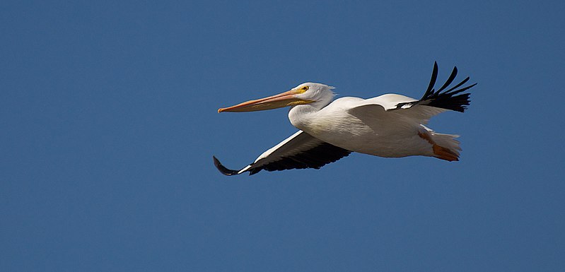 File:Adult American white pelican in flight (9688520370).jpg