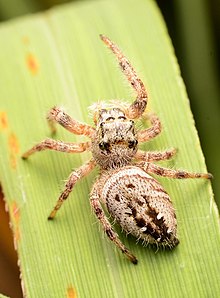 Adult female, western form Adult female Phidippus clarus dorsal.jpg