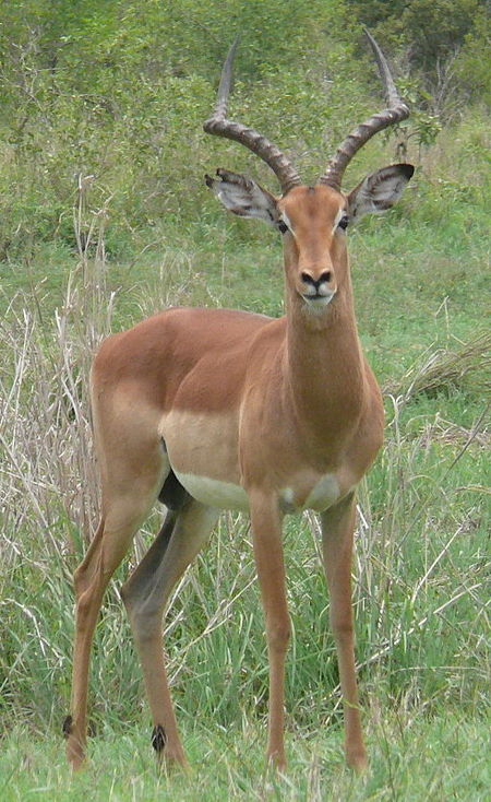 Adult impala male.jpg