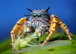 Phidippus mystaceus