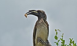 African Grey Hornbill (Tockus nasutus) (6014364853). 
 jpg