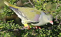African green pigeon, Treron calvus, Kruger main road near Punda Maria turn-off, Kruger National Park, South Africa (26186649126).jpg