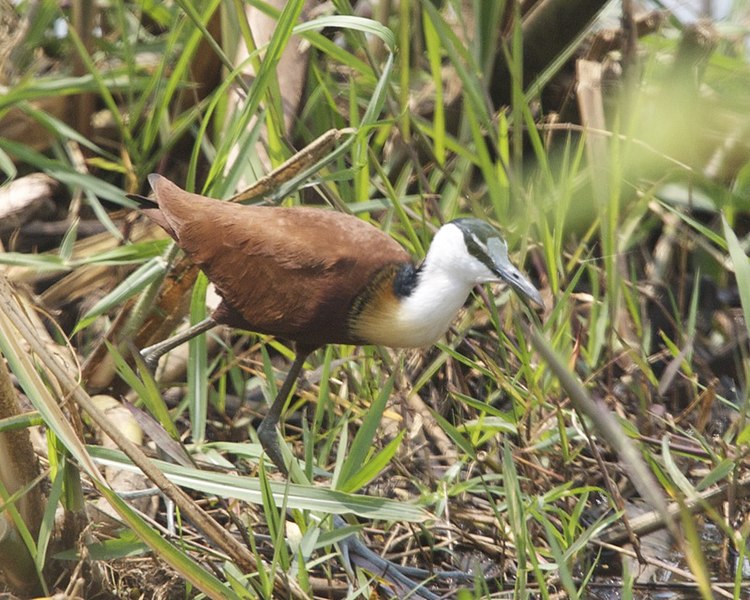 File:African jacana (Actophilornis africanus) 2.jpg