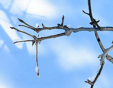 Asian Pear in blizzard