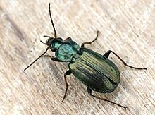 Agonum sp. - 8 мм. (21.06.2007) .jpg