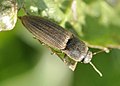 Agriotes lineatus WP - (kerbtier.de: Art sicher) Category in Commons