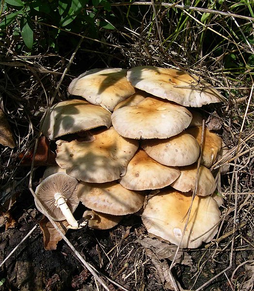 File:Agrocybe aegerita 1.jpg