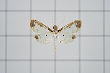 Agrotera leucostola.jpg