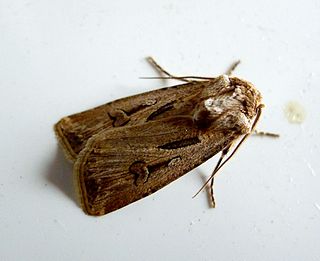 <i>Agrotis spinifera</i> Species of moth