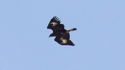 Águila real joven vuela sobre Ordiales