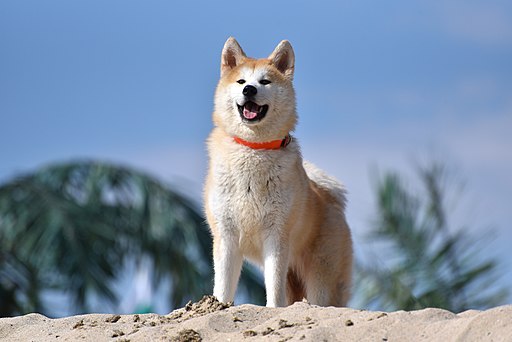 Akita Inu dog