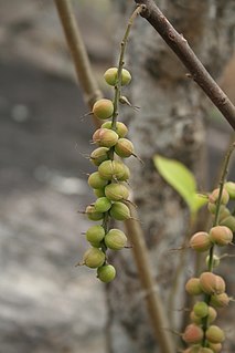 <i>Alchornea cordifolia</i> species of plant
