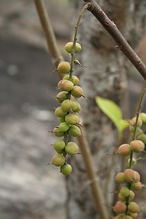 <i>Alchornea cordifolia</i> Species of flowering plant