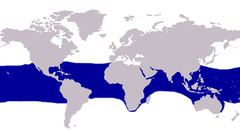 Distribución aproximada de Alectis ciliaris por los océanos tropicales. Tenga en cuenta que sólo los juveniles son pelágicos y los adultos habitan en zonas costeras.