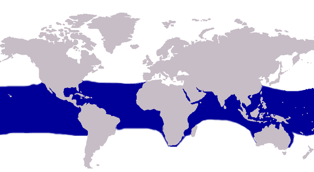 Mapa de distribuição: Nos oceanos da região intertropical