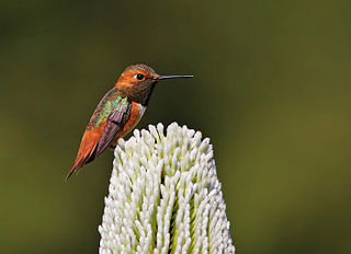<span class="mw-page-title-main">Allen's hummingbird</span> Species of bird