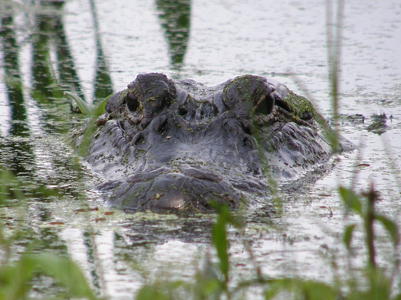 File:Alligator in swamp, by Linda MacPhee-Cobb.jpg