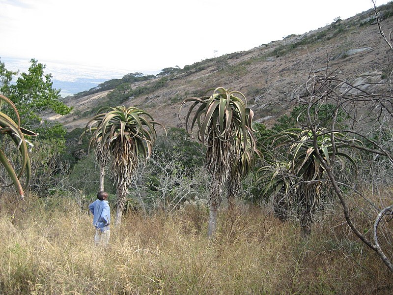 File:Aloe excelsa (4416389867).jpg