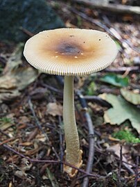 Amanita fulva, Muchomor rdzawobrązowy, Ślęża, 2018-07-28