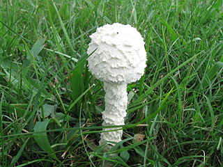 <i>Saproamanita thiersii</i> Species of fungus