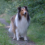 Lassie por trás das câmeras: a protagonista, na verdade, era um macho