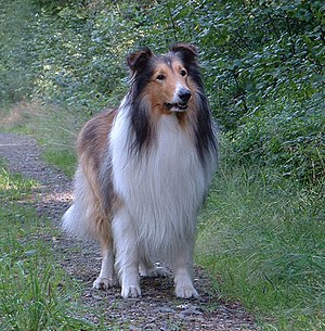 Rough Collie