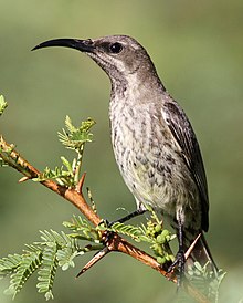 Amethyst sunbird, Chalcomitra amethystina, Пиланесберг ұлттық саябағында, Солтүстік-Батыс провинциясы, Оңтүстік Африка (әйел) (17019732982), məhsul1.jpg