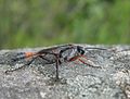 Ammophila ferrugineipes