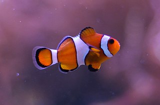 <span class="mw-page-title-main">Ocellaris clownfish</span> Species of fish