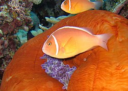 Pareja de A. perideraion en Cod Hole, Ribbon Reefs, Gran Barrera de Arrecifes