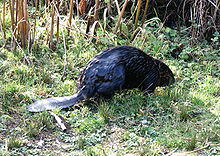 An old Burnaby Lake beaver with a limp An old beaver at Burnaby Lake.JPG