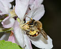 Andrena melittoides female 3.jpg