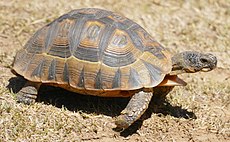 Angulated Tortoise (Chersina angulata) (44576093050).jpg