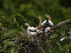 Anhinga anhinga (American darter), juvenile