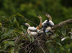 Anhinga anhinga (juveniles).jpg