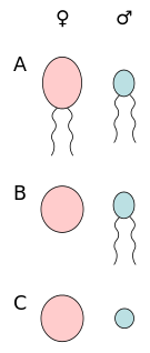 Anisogamy Sexual reproduction involving a large, female gamete and a small, male gamete