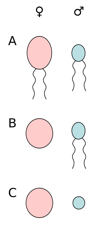 <span class="mw-page-title-main">Anisogamy</span> Sexual reproduction involving a large, female gamete and a small, male gamete