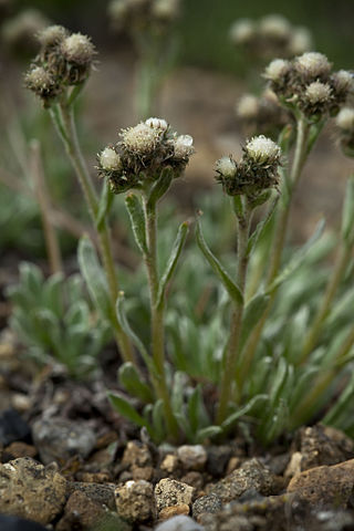 <i>Antennaria friesiana</i> Species of flowering plant