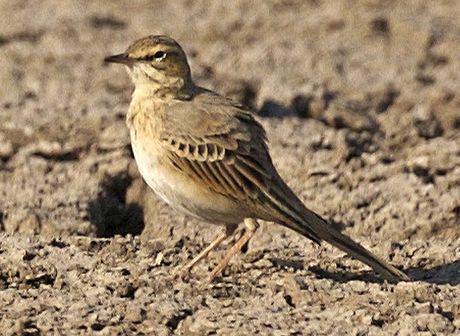 Anthus campestris