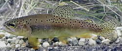 Apache trout (Oncorhynchus apache) (12435087154).jpg