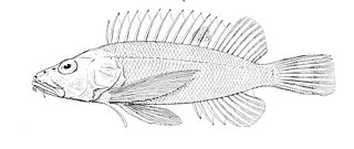 <i>Apistops</i> Genus of fishes