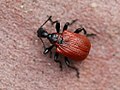 Apoderus coryli (Linnaeus, 1758)